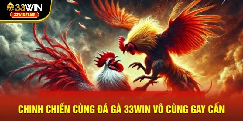 Chinh chiến cùng đá gà 33Win vô cùng gay cấn