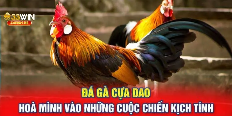 Trực tiếp đá gà cựa dao và hoà mình vào không khí kịch tính