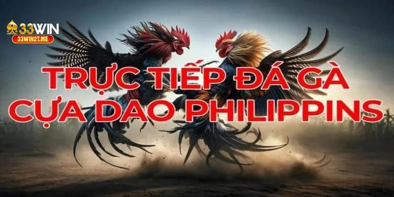 Sản phẩm trực tiếp đá gà cựa dao từ trường đấu Philippins